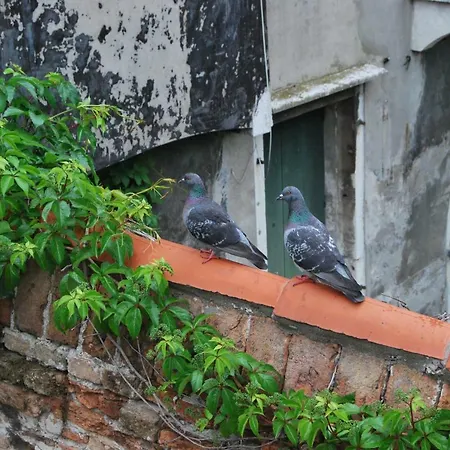 In Caeta Venise